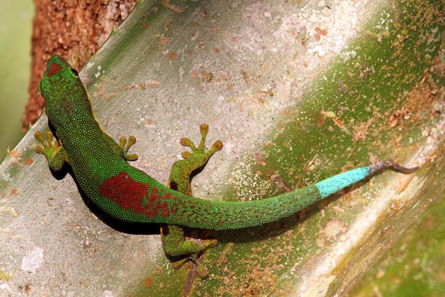 Lined Day Gecko