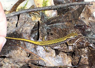 Long Tailed Salamander