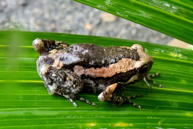 Malayan Painted BullFrog