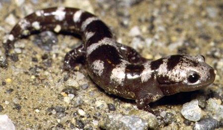 Marbled Salamander