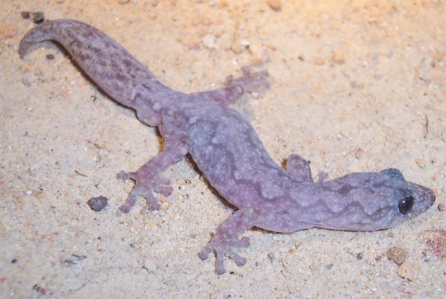 Marbled Velvet Gecko