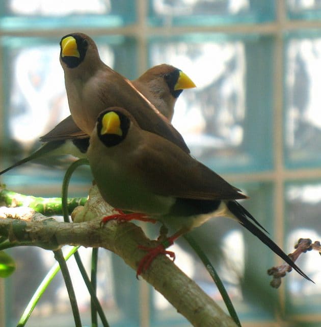 Masked Grass Finch