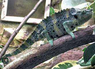 Meller’s Chameleon