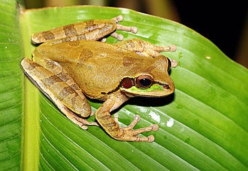 Mexican Tree Frog