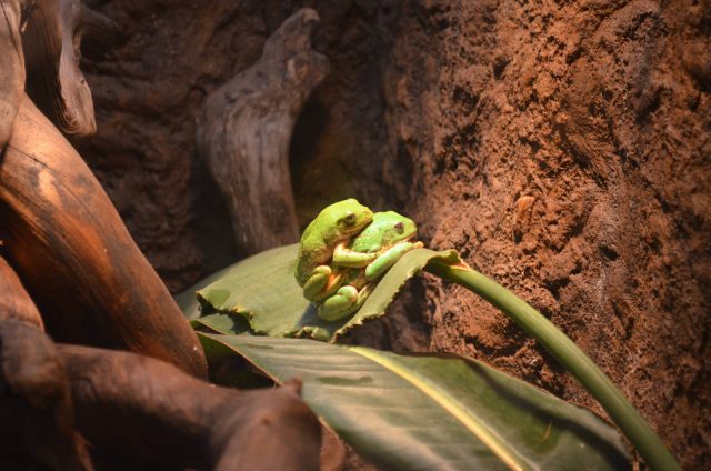 Mexican Leaf Frog