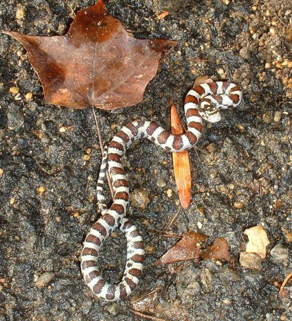 Milk Snake