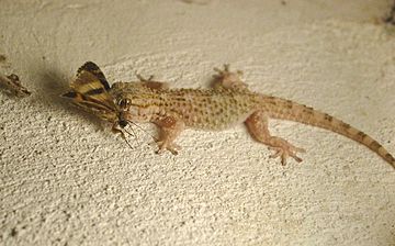 Moorish Gecko