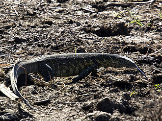 Nile Monitor