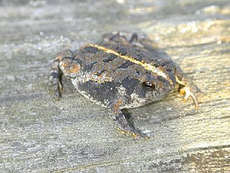 Oak Toad