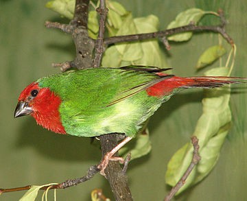 Parrot Finch