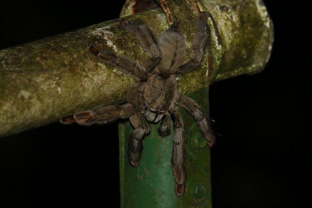 Pink-Toed Tarantula