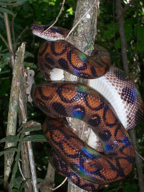 Rainbow Boa