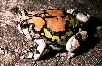 Rainbow Burrowing Frog