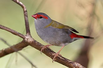 Red Eared Waxbill