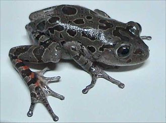 Red-Legged Running Frog