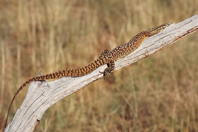 Ridge-Tailed Monitor