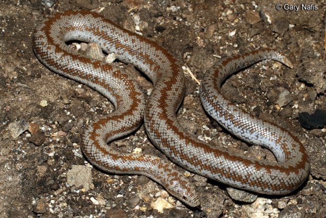 Rosy Boa