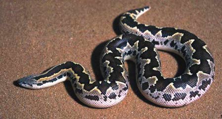 Russian Sand Boa