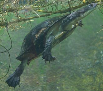 Siebenrock’s Snake Necked Turtle