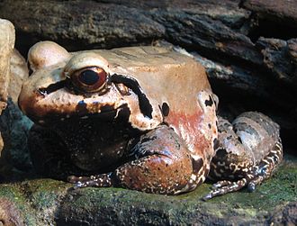 Smoky Mountain Jungle Frog