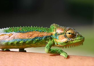 Southern Dwarf Chameleon