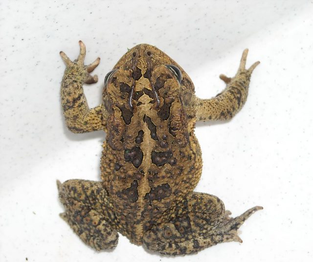 Southern Toad