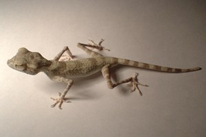 Spider Gecko