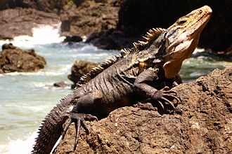 Spiny Tailed Iguana