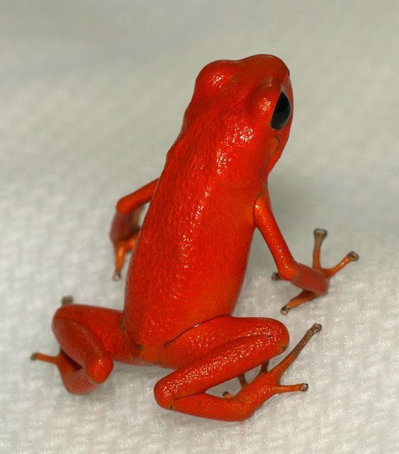 Strawberry Dart Frog