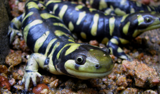 Tiger Salamander | petmapz by Dr. Katz, Your veterinarian endorsed pet ...