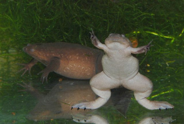 Dwarf African Clawed Frog