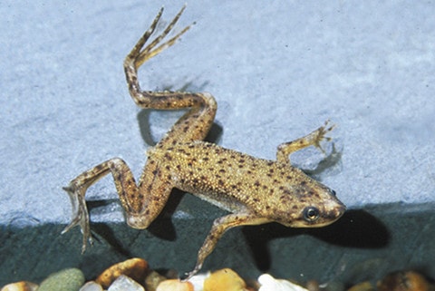 Tropical Clawed Toad