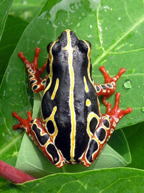 Variable Reed Frog