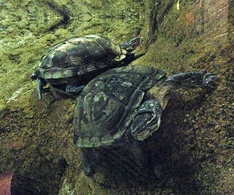 Vietnamese Wood Turtle