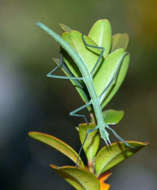 Walking Sticks