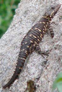 Warren’s Girdled Lizard