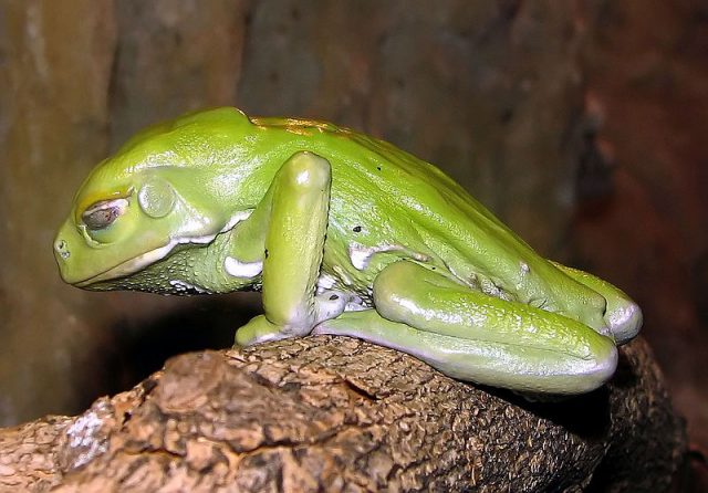 Waxy Monkey Tree Frog