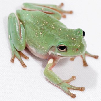 White’s Tree Frog