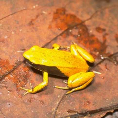 Yellow Mantella