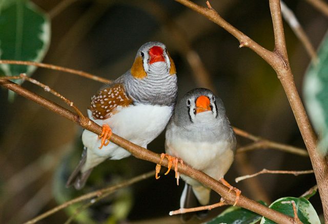 Zebra Finch