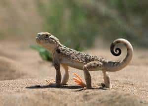 Bearded Toad Headed Agama