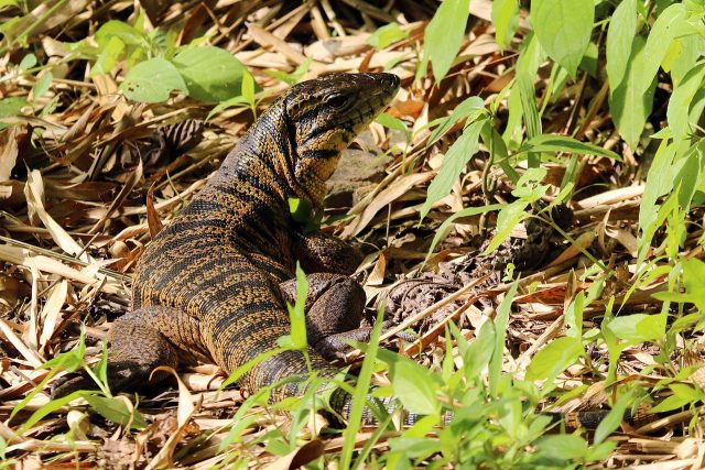 Black and Gold Tegu