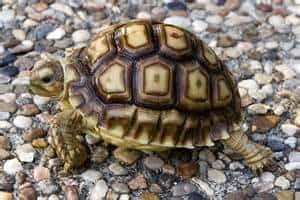 Chilean Tortoise