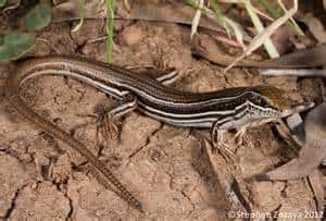 Striped Skink