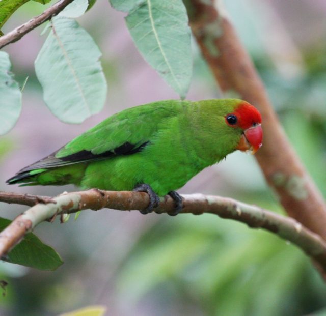 Abyssinian Lovebird