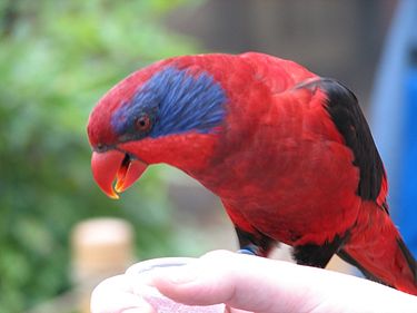 Black Winged Lory