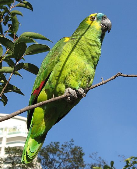 Blue Fronted Amazon Parrot