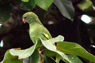 Canary Winged Parakeet