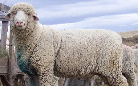 Columbia sheep