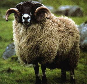 Dalesbred sheep